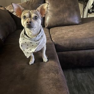 Meet your Posher, Dennis